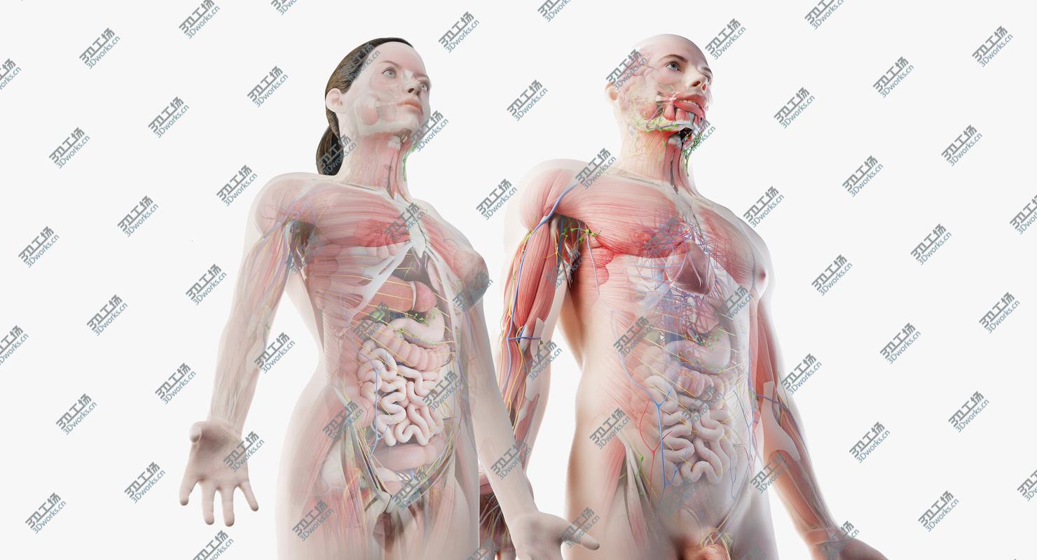 images/goods_img/20210113/3D Full Male And Female Anatomy Set model/2.jpg